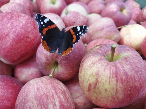 Roter Apfel mit Schmetterling aus dem Obstgarten Apfeltraum – Sinnbild für Harmonie mit der Natur