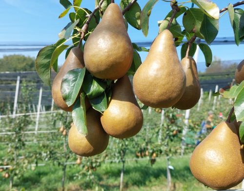 birnen-apfeltraum-obstbau-frisch