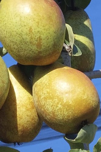 Reife Birnen am Baum im Obstbaubetrieb Apfeltraum unter blauem Himmel