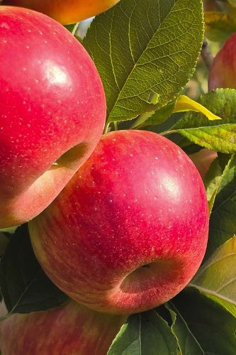 Strahlend rote Äpfel namens Crimson Crisp an einem Baum – Symbol für Natürlichkeit und Ursprünglichkeit