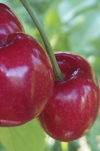 kirschen-sommerfrisch-obstbau-natur